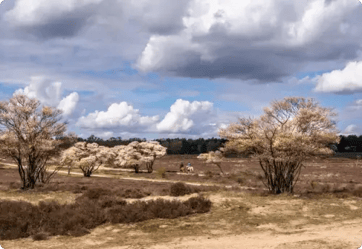 Laren Natuur Nederland