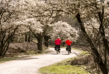 Ouder koppel fietsend door natuur van Laren