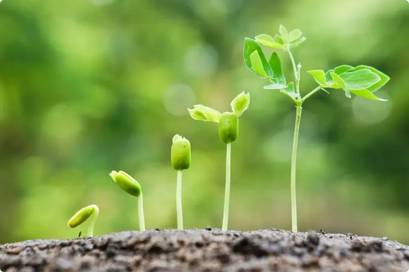 Plantje dat langzaam groeit, passend bij uitleg over hoe vermogensbeheer werkt en wanneer het geschikt is.